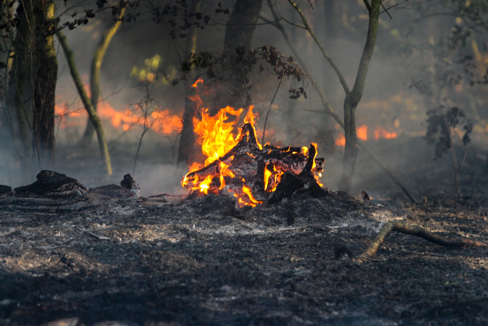 Trockenheit führte zu großem Wald und Wiesenbrand